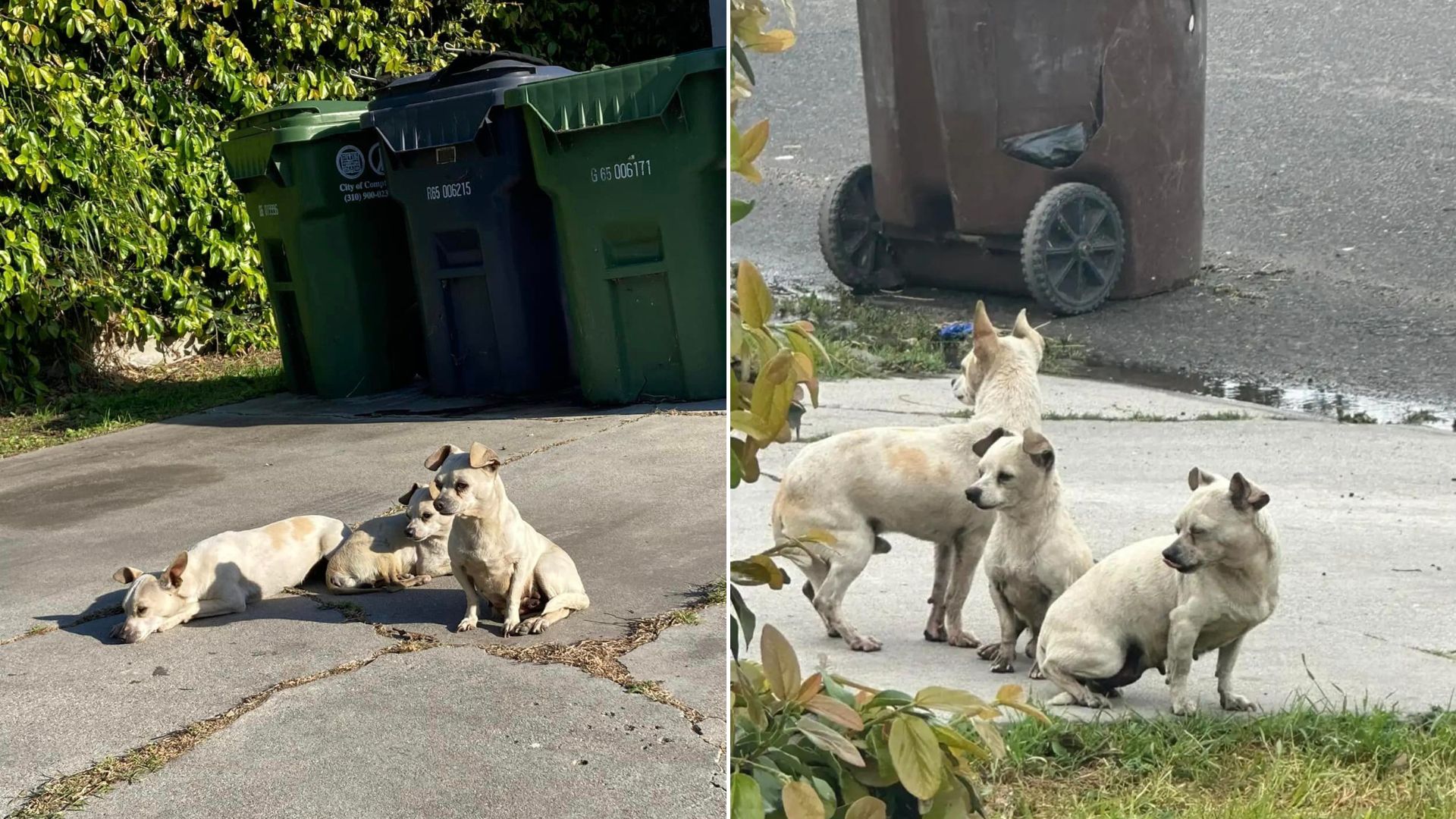 three abandoned pups