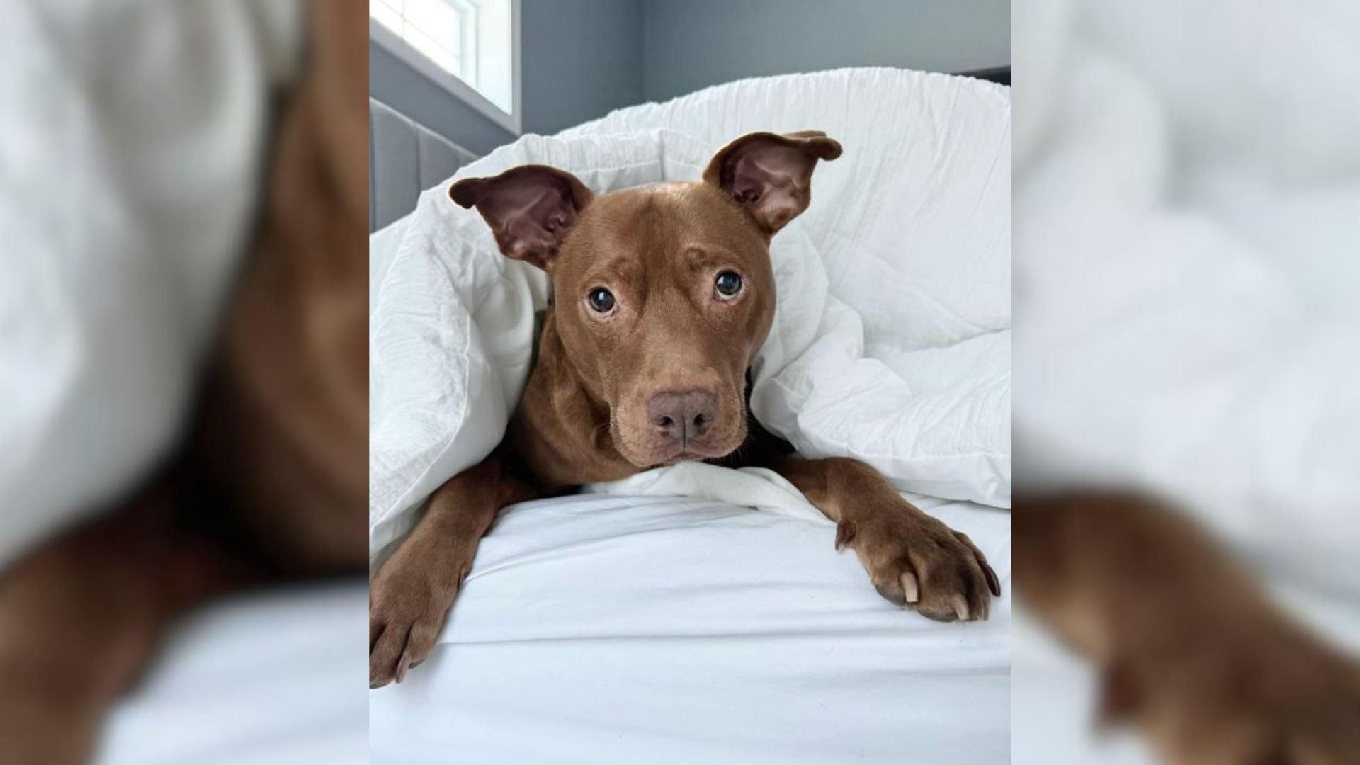 dog in bed under white covers