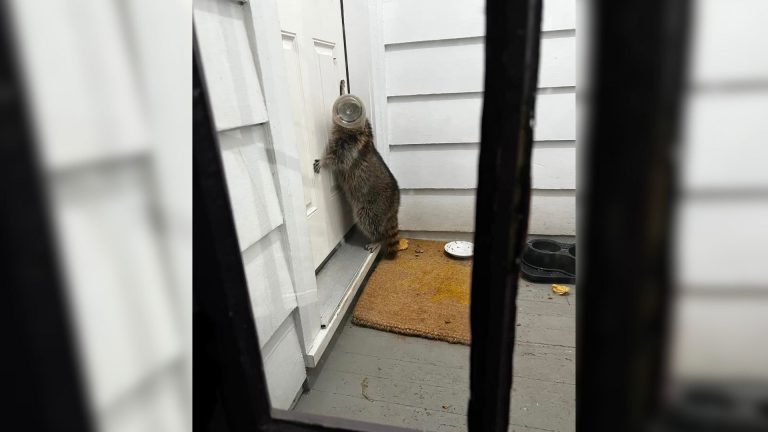raccoon with jar on its head