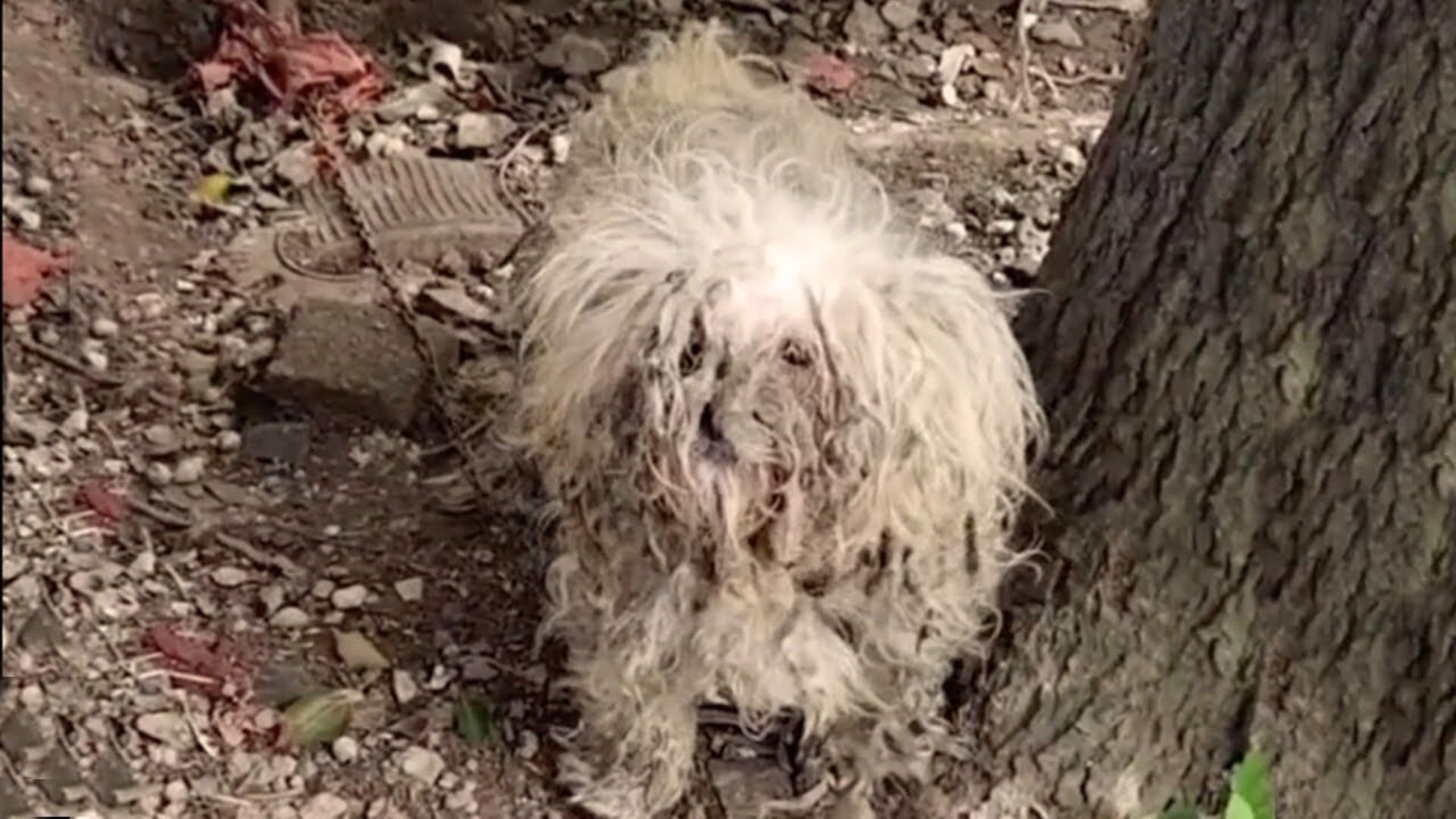 Rescuers Shocked To Find A Dog Abandoned And Left Chained In A Garden