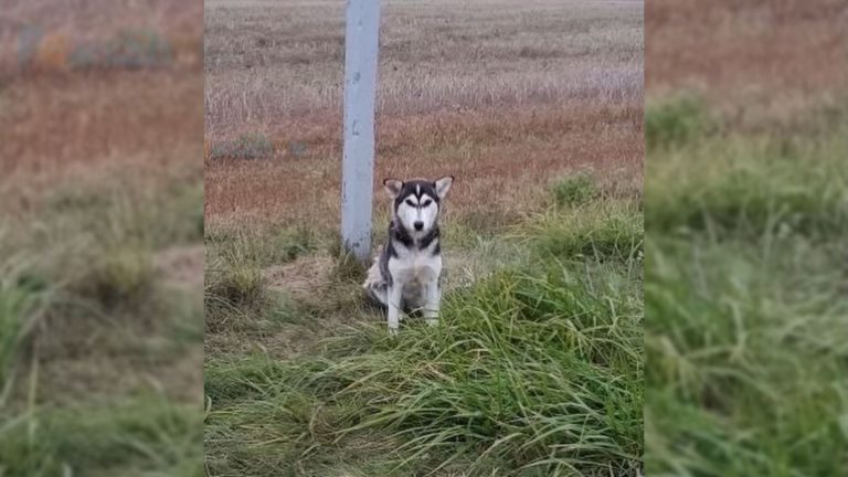 The abandoned puppy