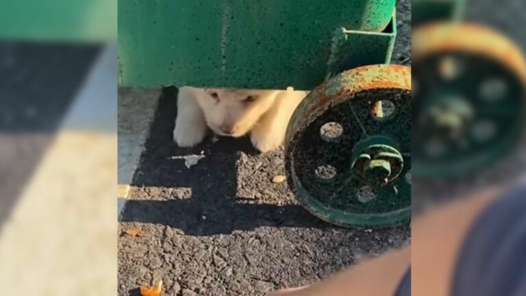 abandoned white puppy