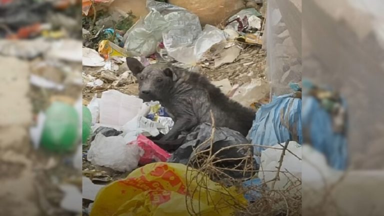 photo of abandoned dog in trash