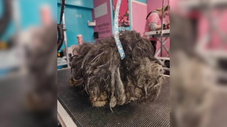 grooming of matted dog