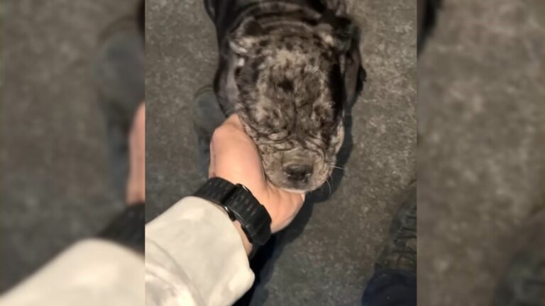 photo of homeless puppy