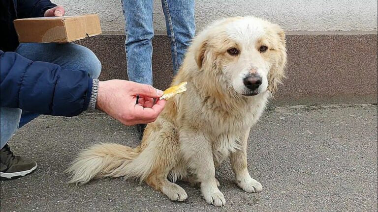 lonely stray pup