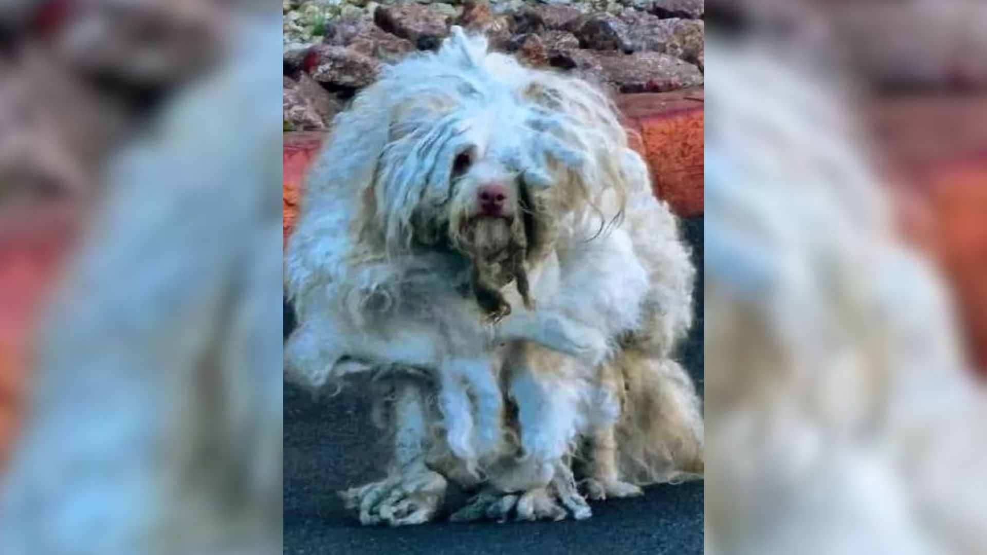dog with long fur