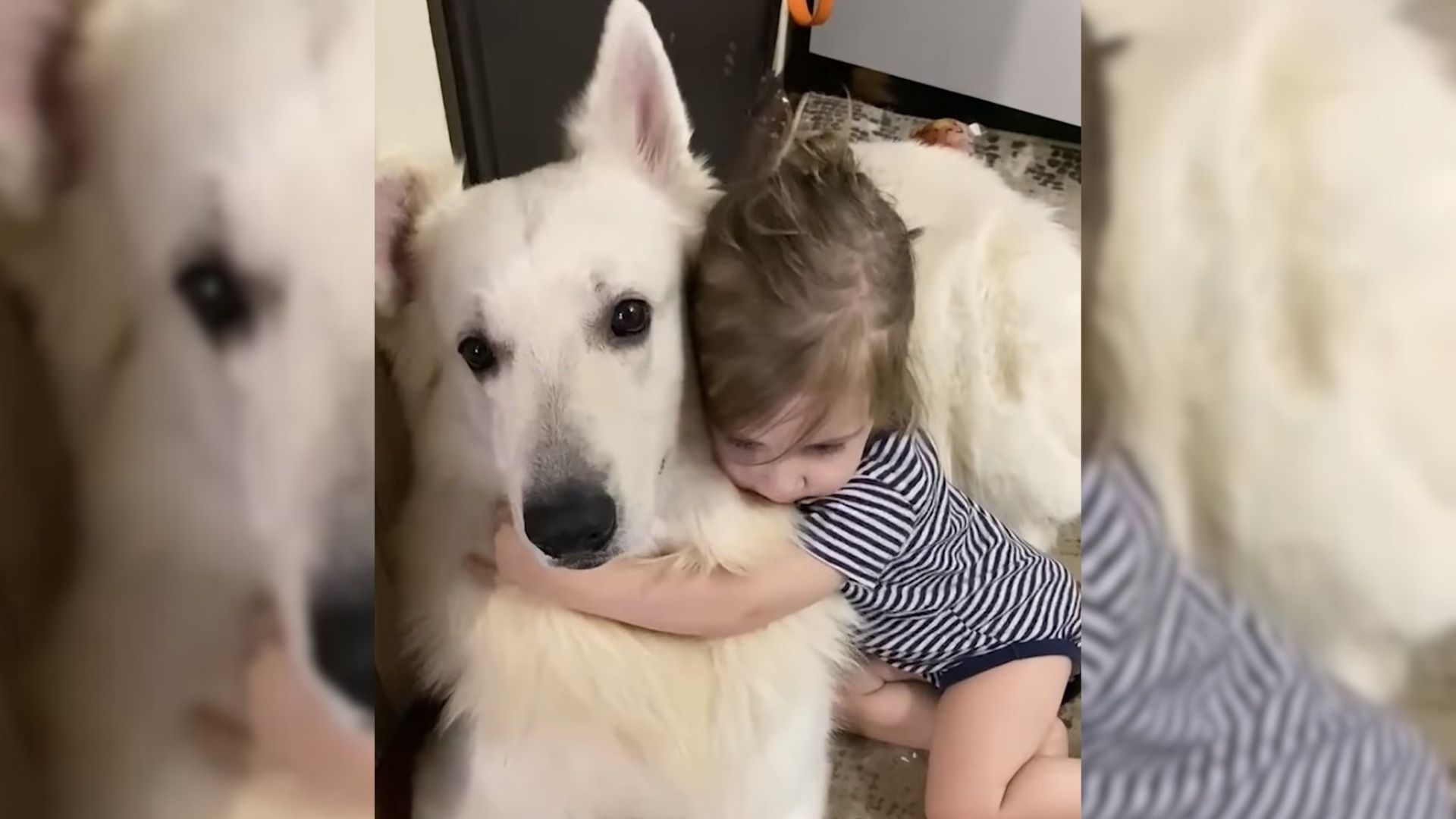 The Sweet Family Dog Is In Love With His Baby Sister From The First Day She Was Born