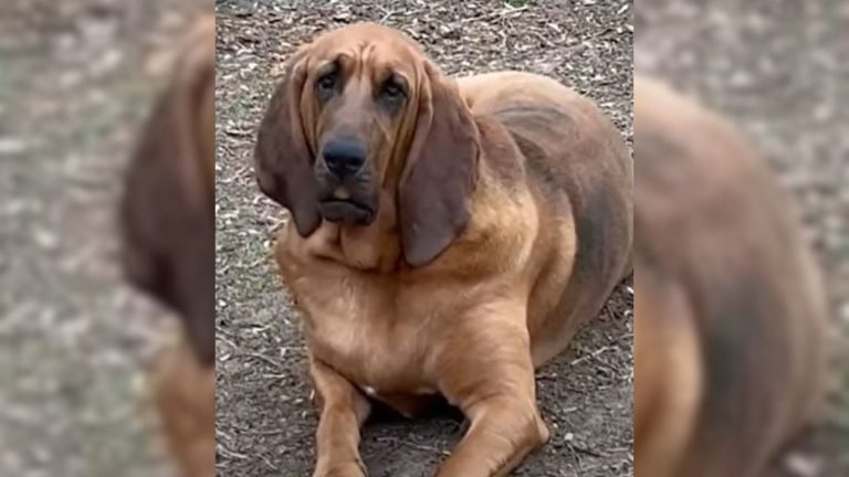 Sweet brown dog
