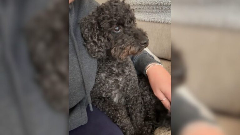 scared puppy