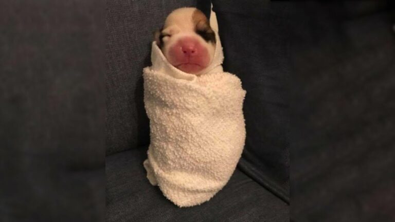 Puppy With A Deformed Leg Finally Learns What Love Feels Like After Being Saved By Amazing People