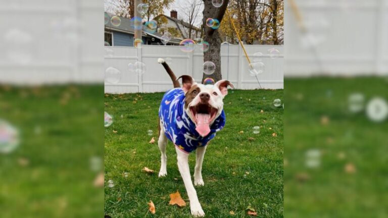photo of pitbull on grass