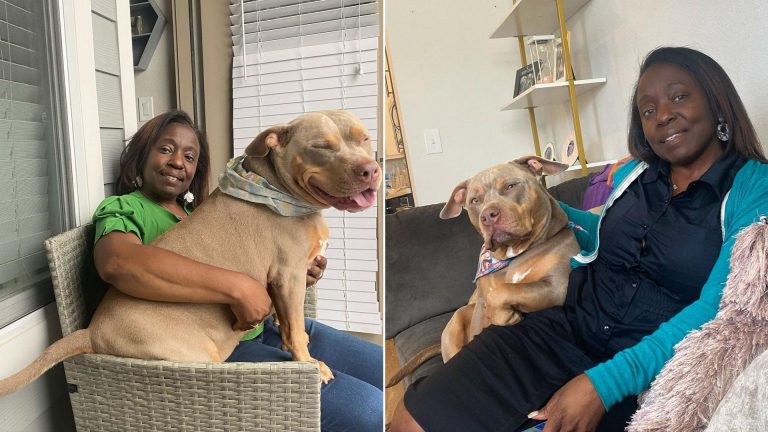 Pitbull sitting with woman