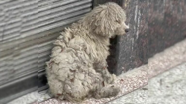 shivering dog