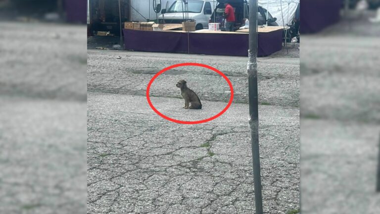 puppy dumped from a car