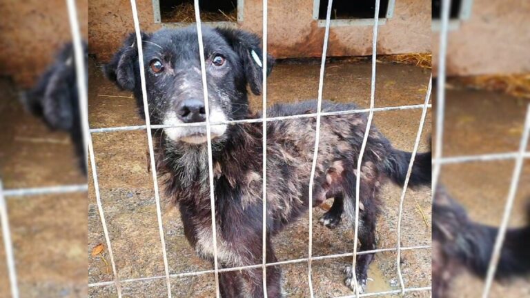 shelter dog adopted in new family