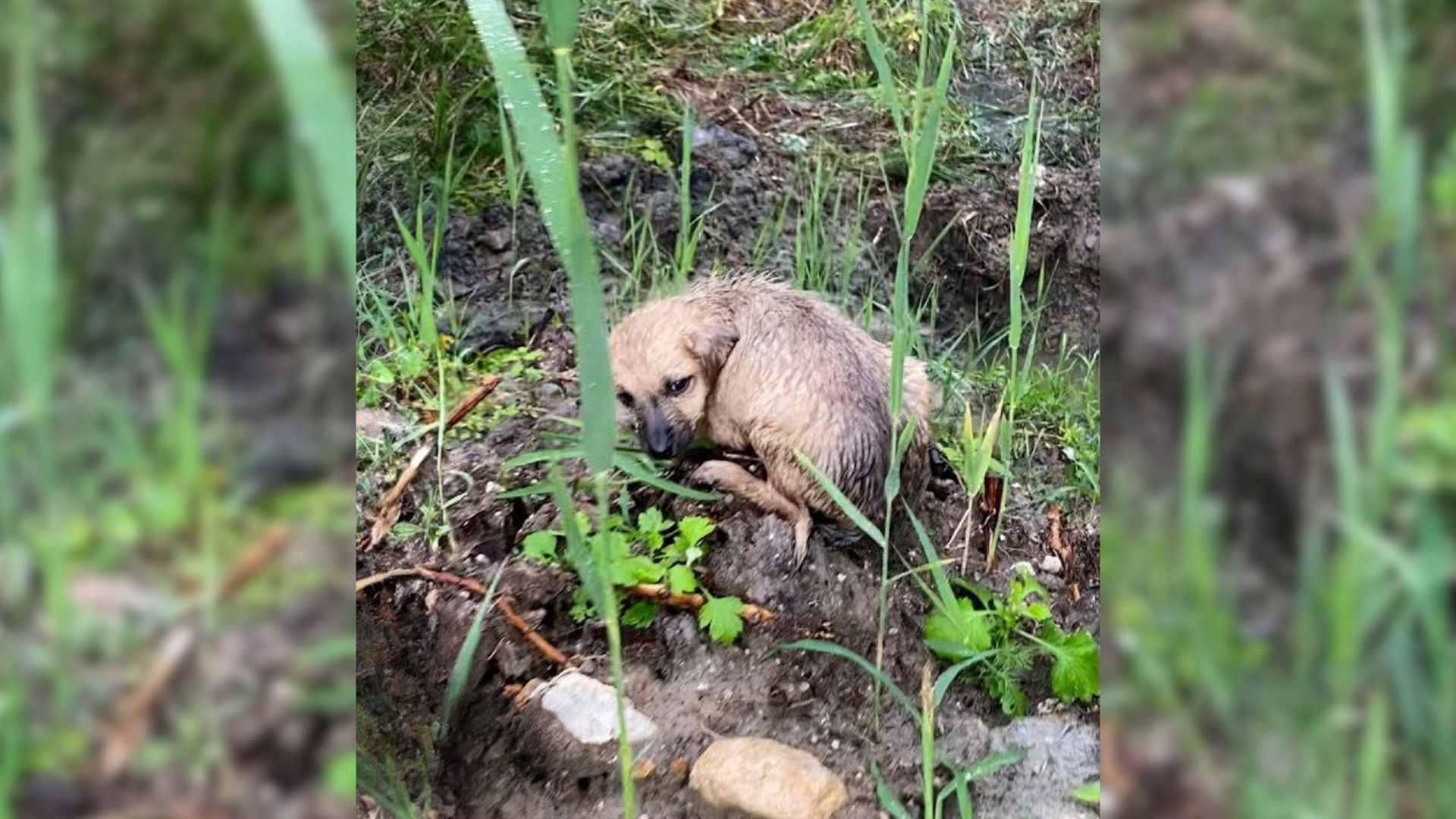 This Stray Puppy Was Alone In The Rain For A Long Time Before A Man Noticed Him And Went To Help