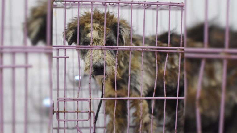 Dog in horrible condition