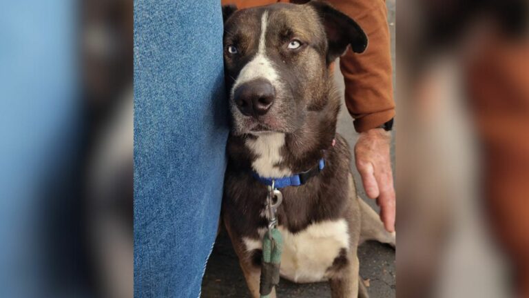 sweet shelter pup