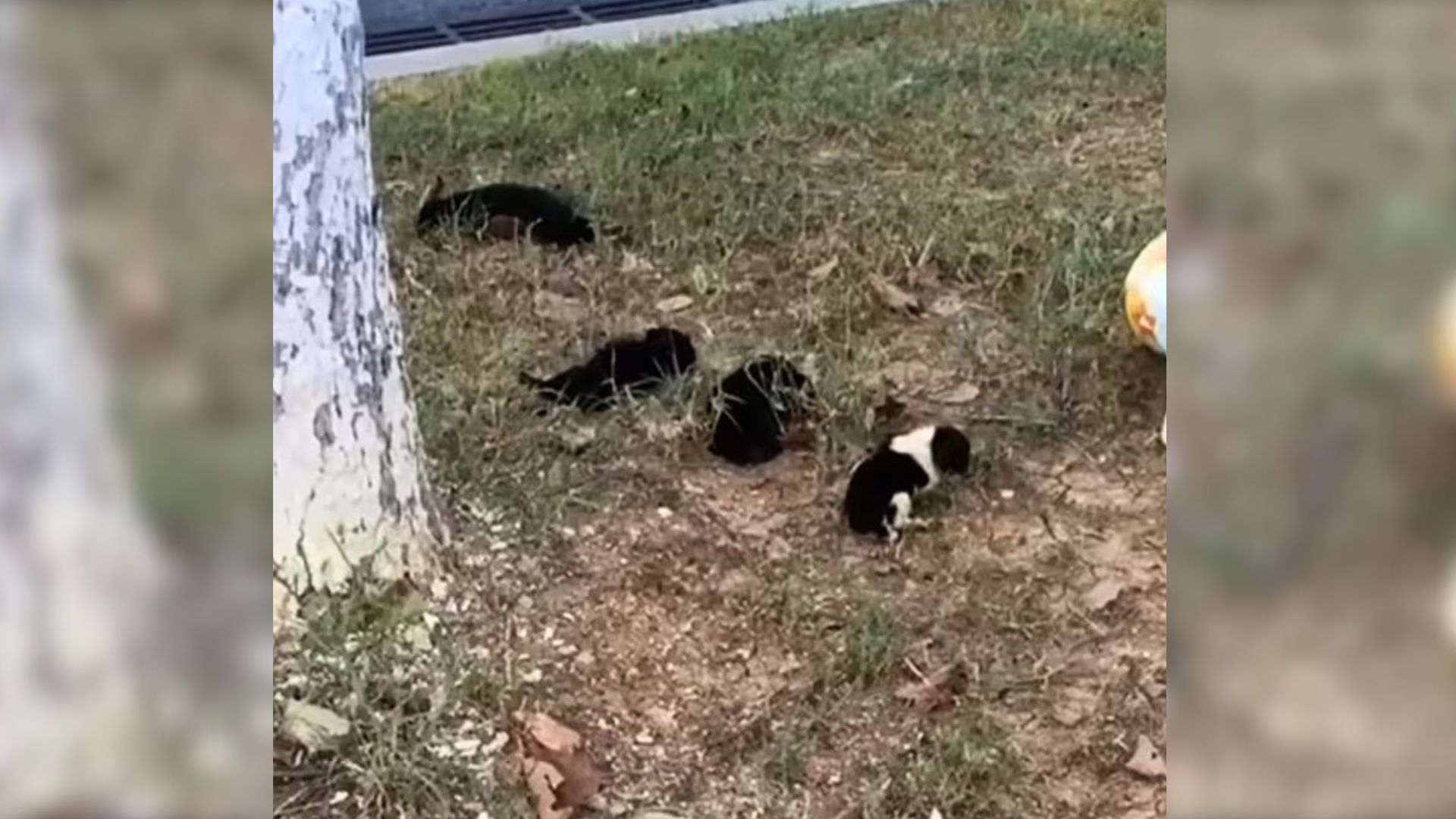 Woman Saw Dark Lumps Of Fur Next To A Tree On The Sidewalk And Quickly Realized What Was Going On