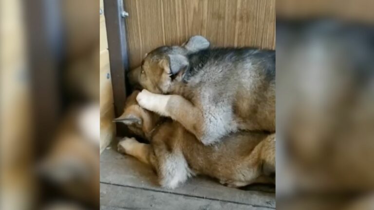 scared abandoned puppies