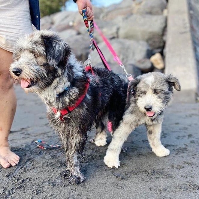 Two dogs on a leash