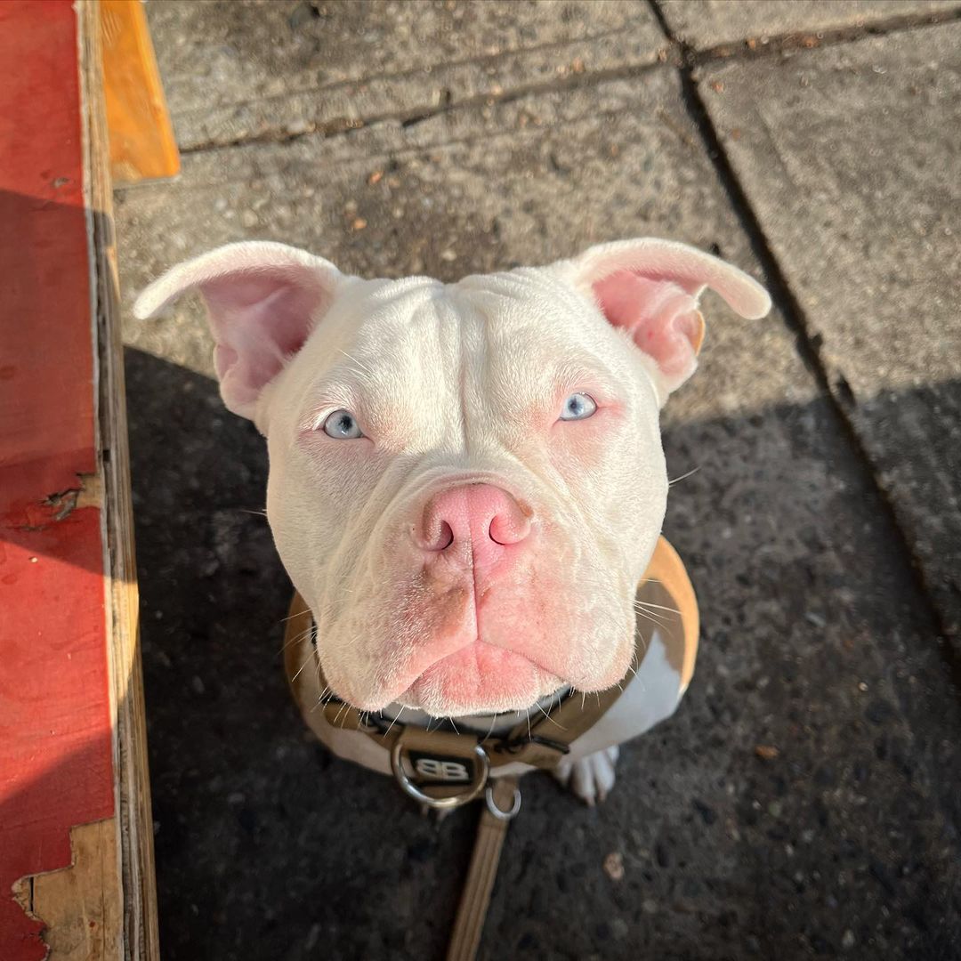 Very sweet white dog with blue eyes