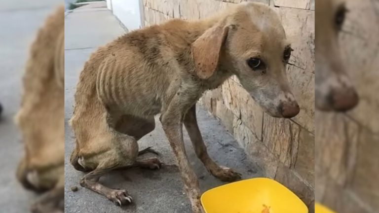 malnourished dog