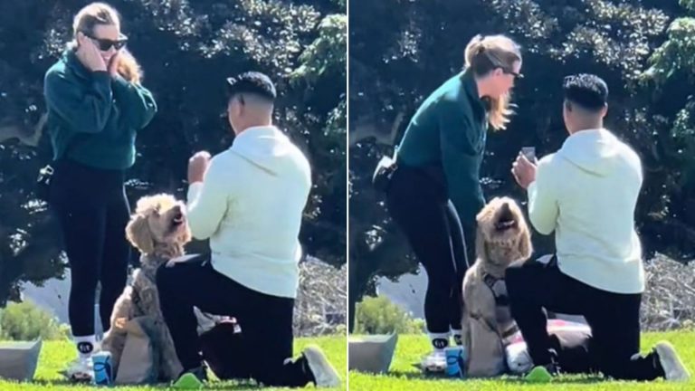 dogs reaction to a proposal