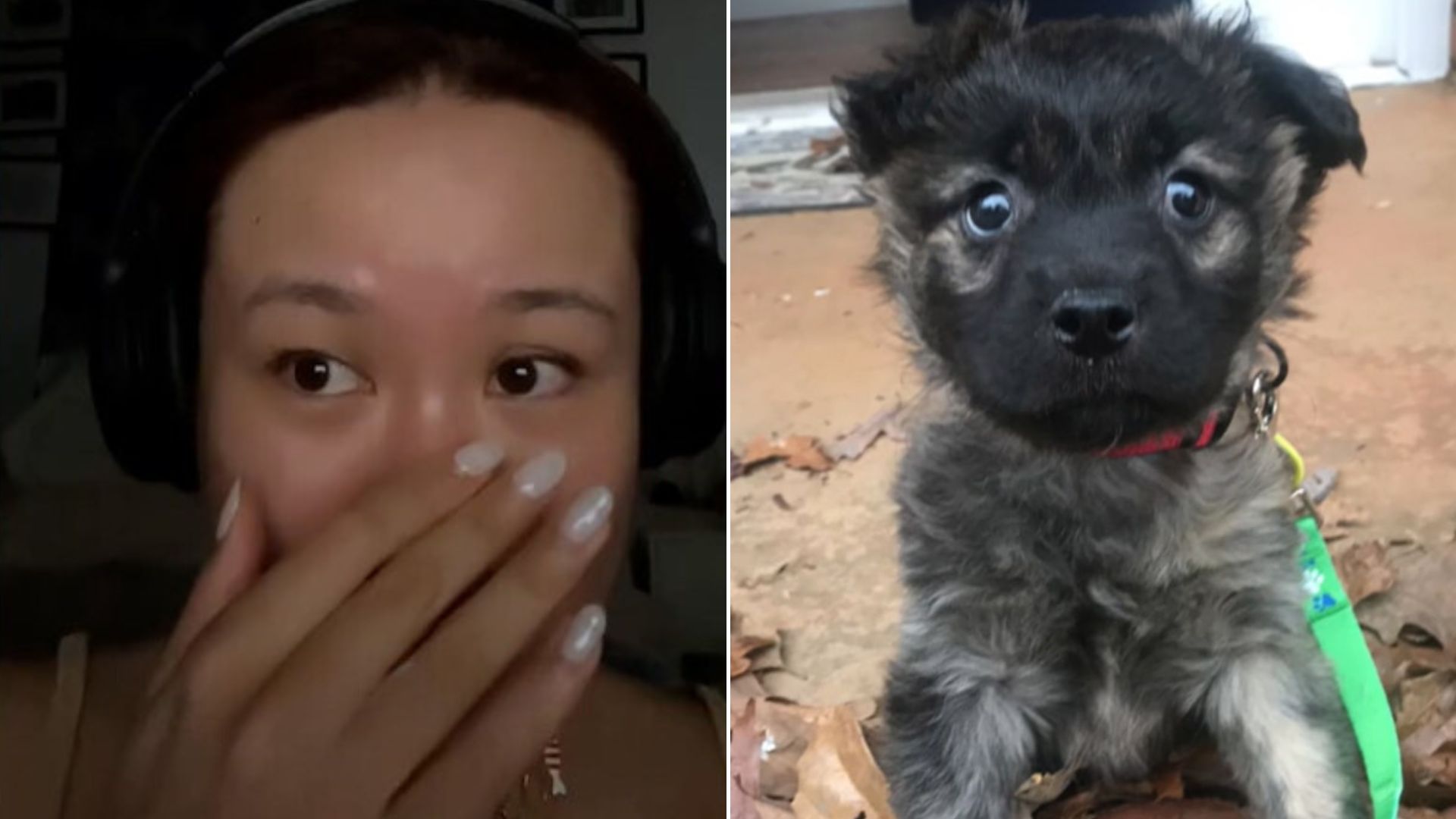 Woman DNA Tests Her Dog, Only To Discover A Shocking Secret About His Family