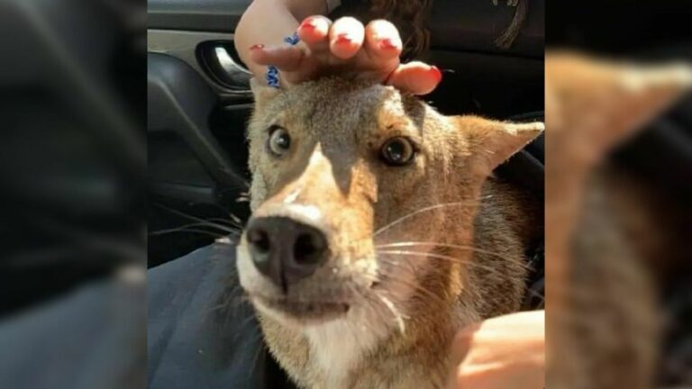 hand petting a dog that is sitting in the car