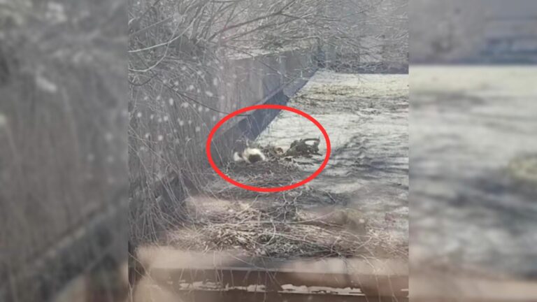 stuck skunk on rooftop