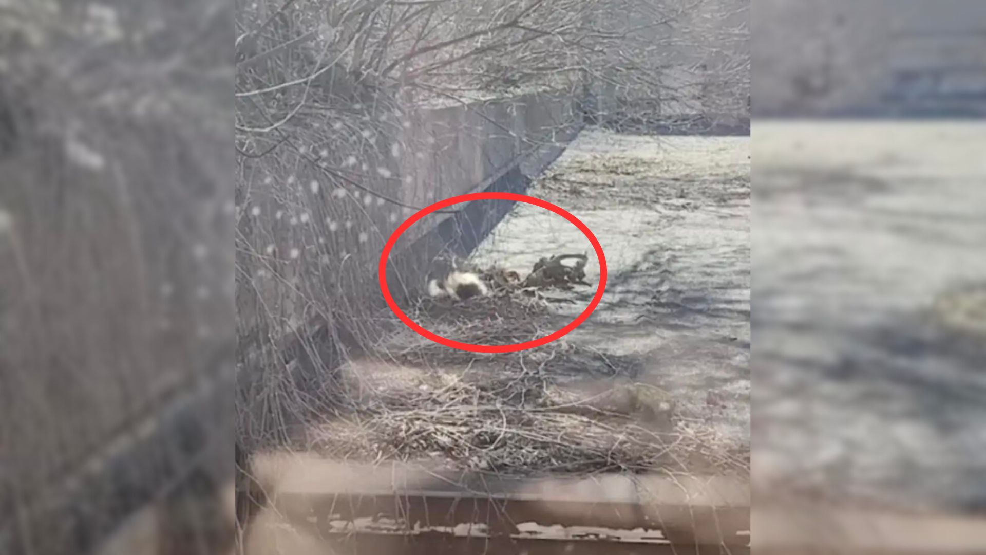 stuck skunk on rooftop