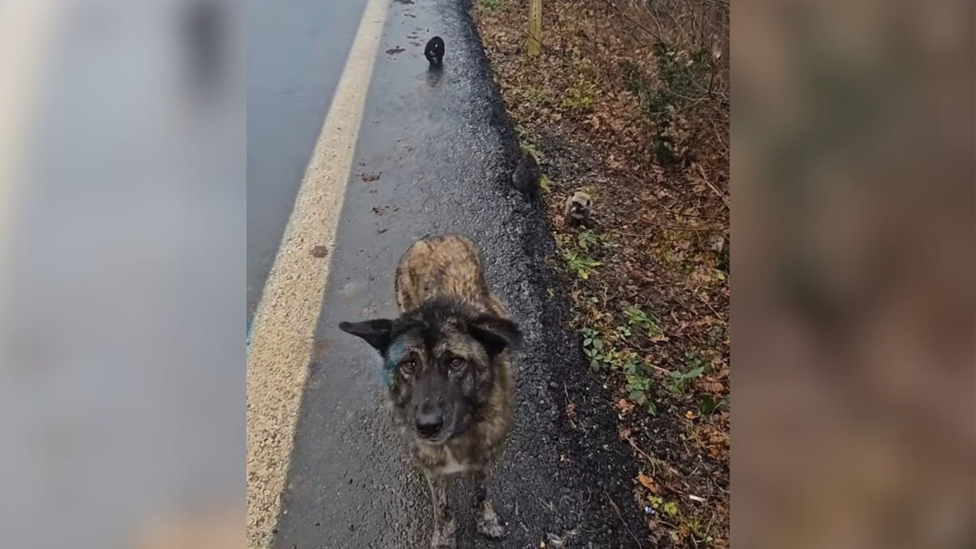 Worried Mama Dog Ran Near A Dangerous Road In Heavy Rain To Protect Her Children