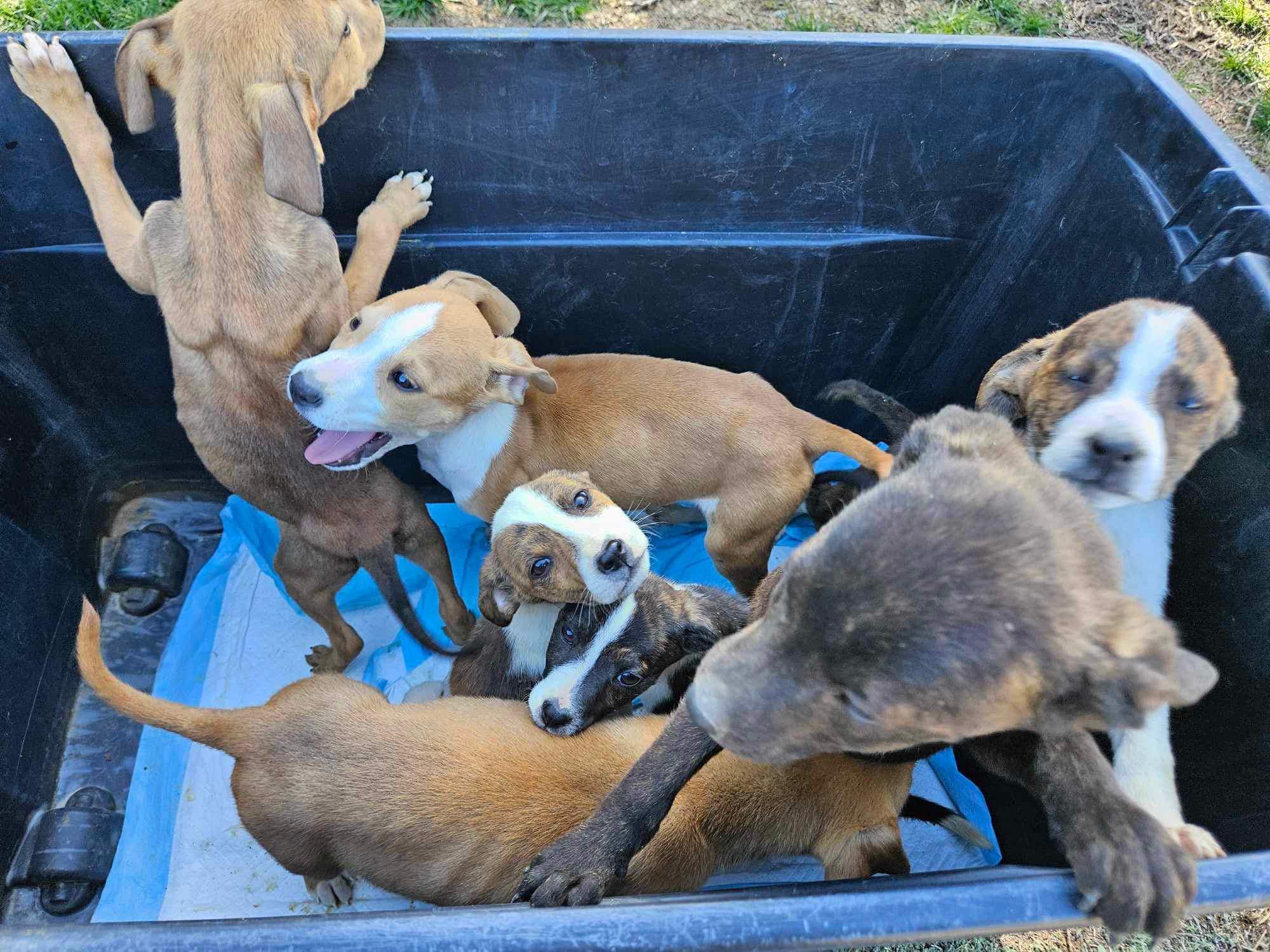abandoned puppies in a box