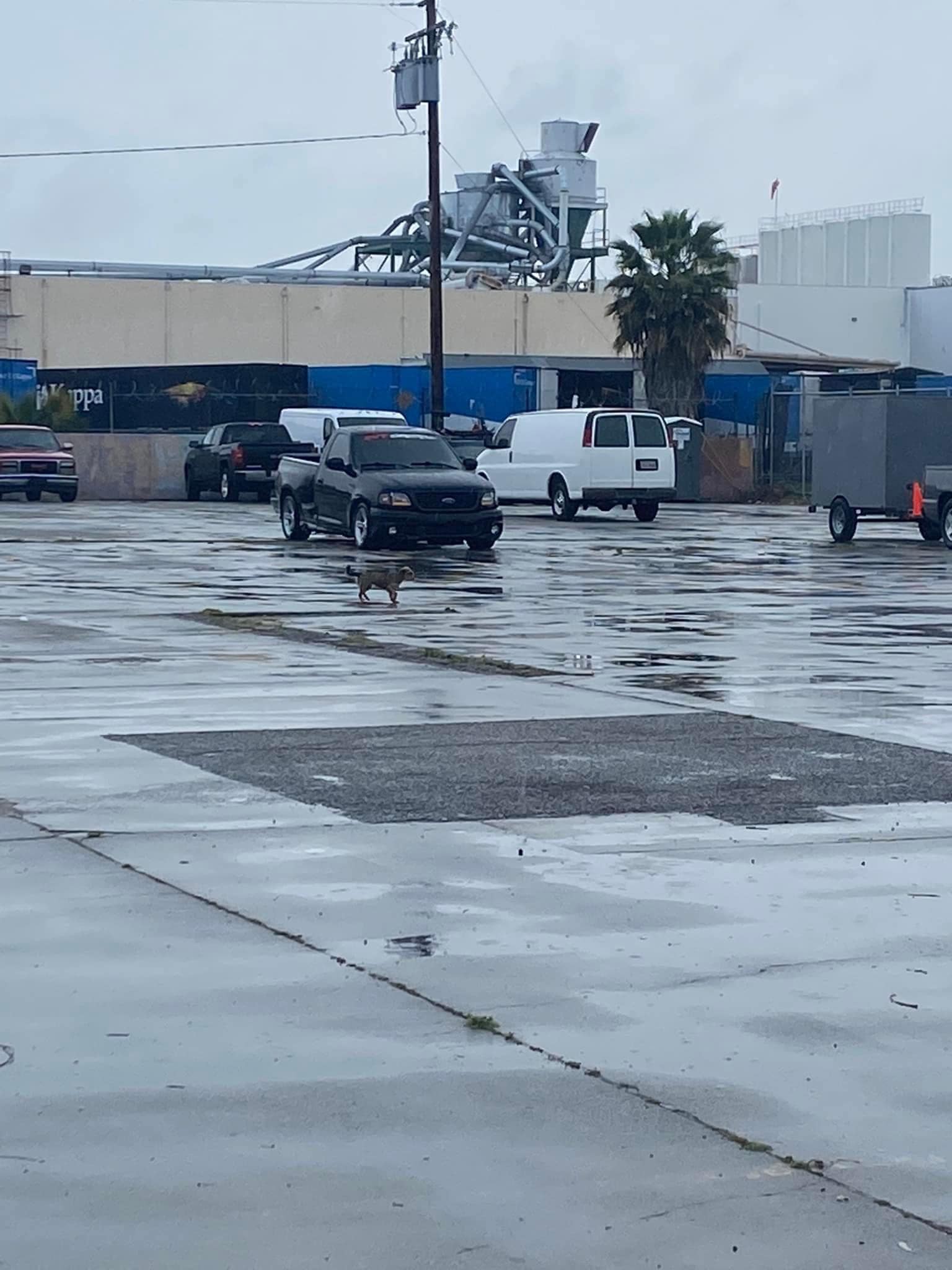 abandoned puppy on a rainy street