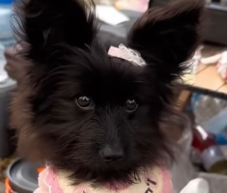 adorable black dog with clothes