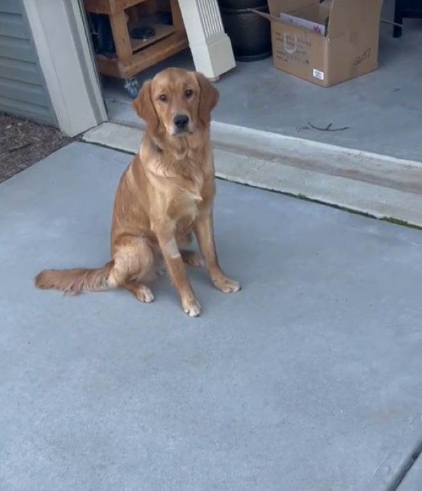 adorable brown dog sitting outside