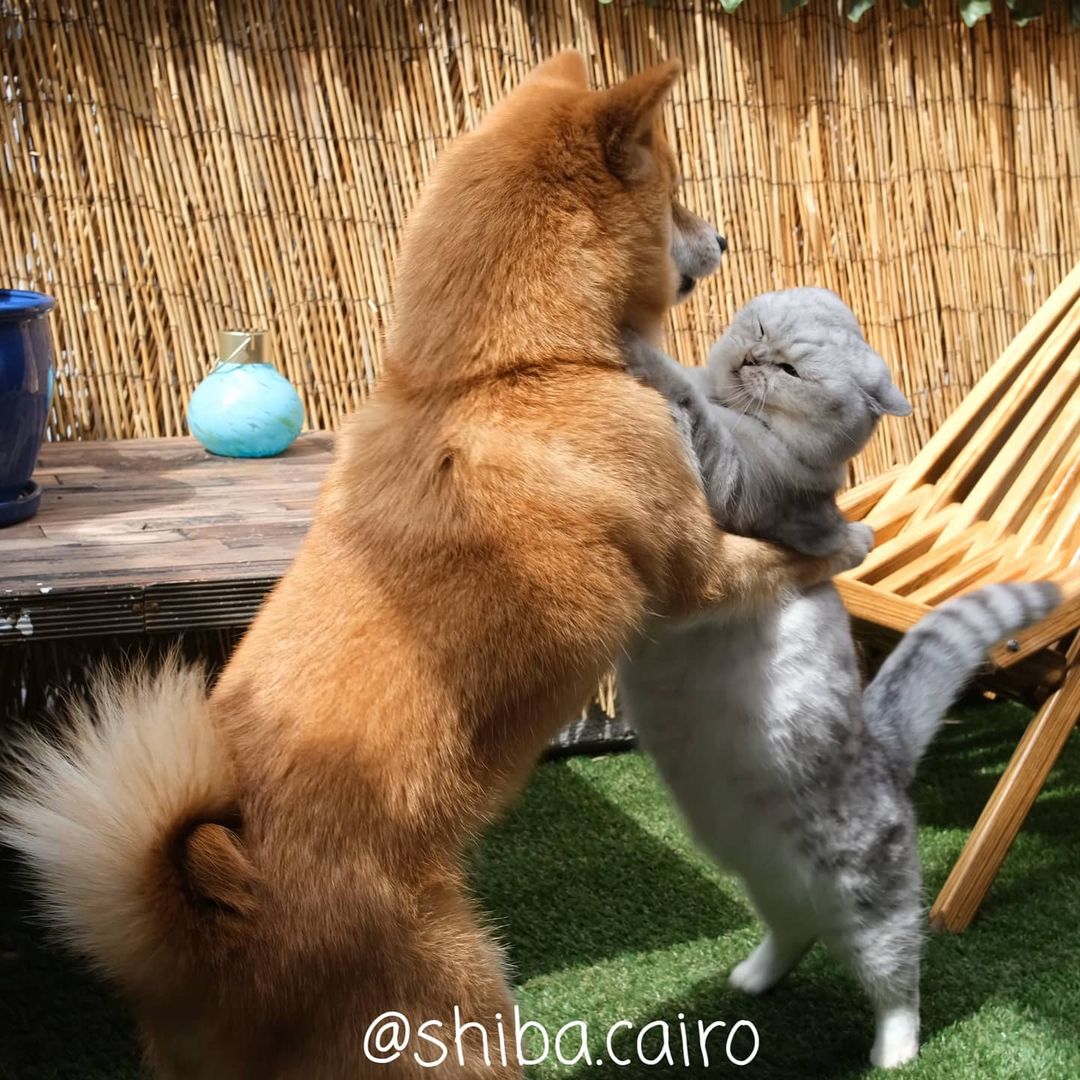 adorable dog and cat playing