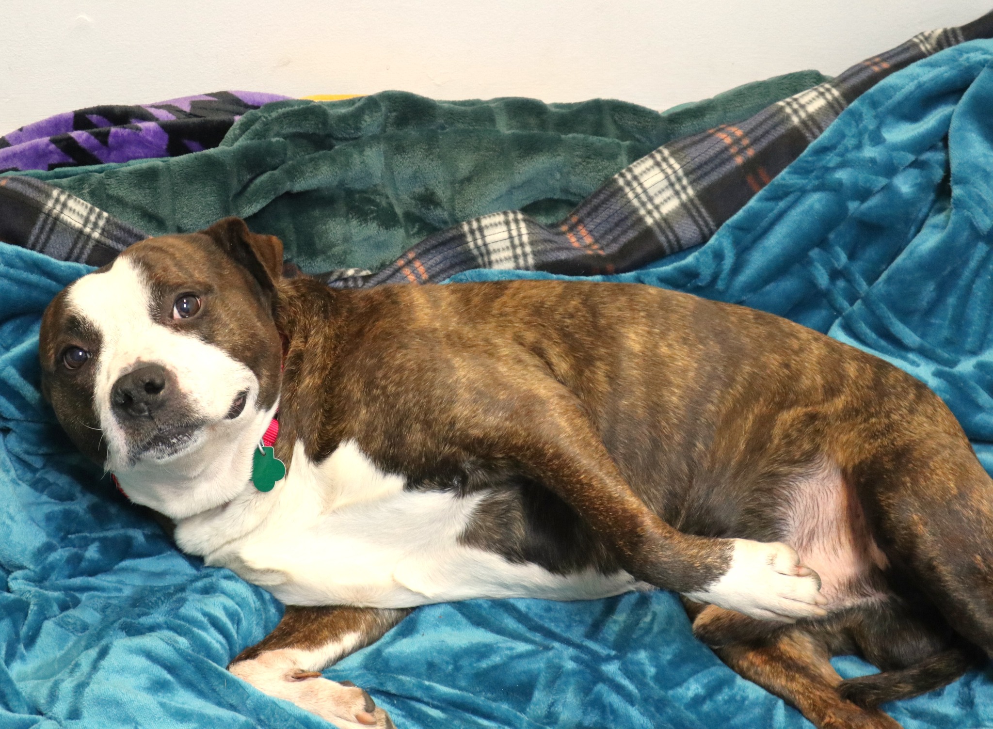 adorable dog laying on a bed