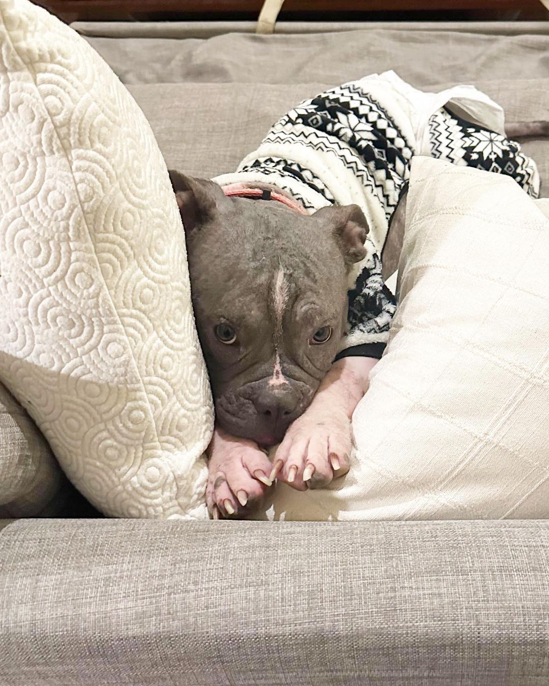 adorable dog with sweater