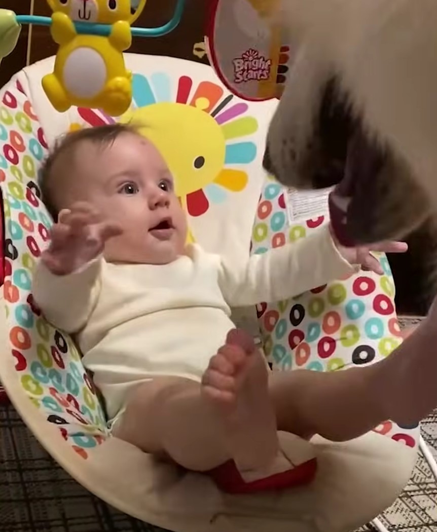 baby looking at the dog