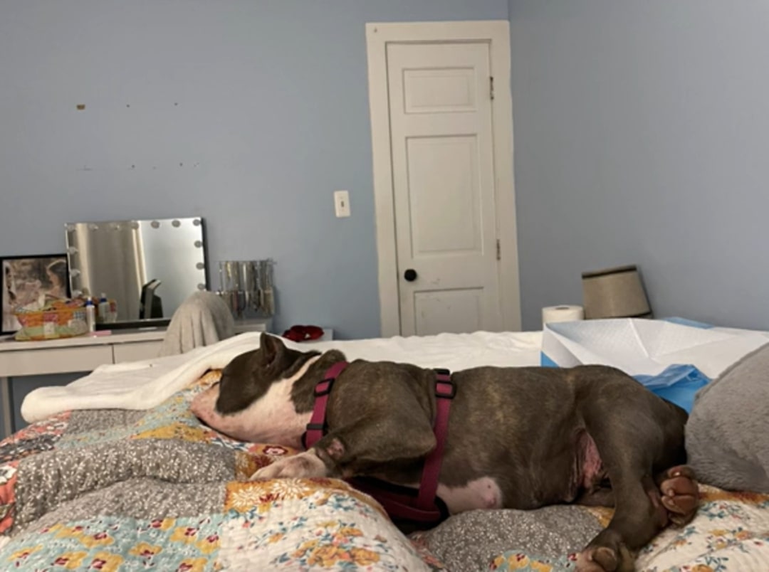 big dog sleeping in bed