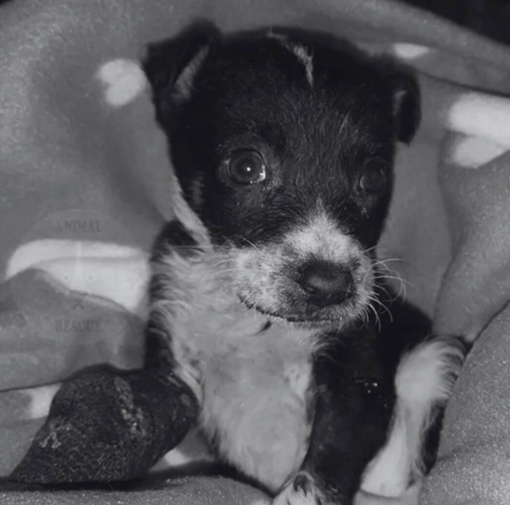 black and white photo of the dog
