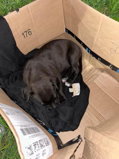 black dog in a cardbox
