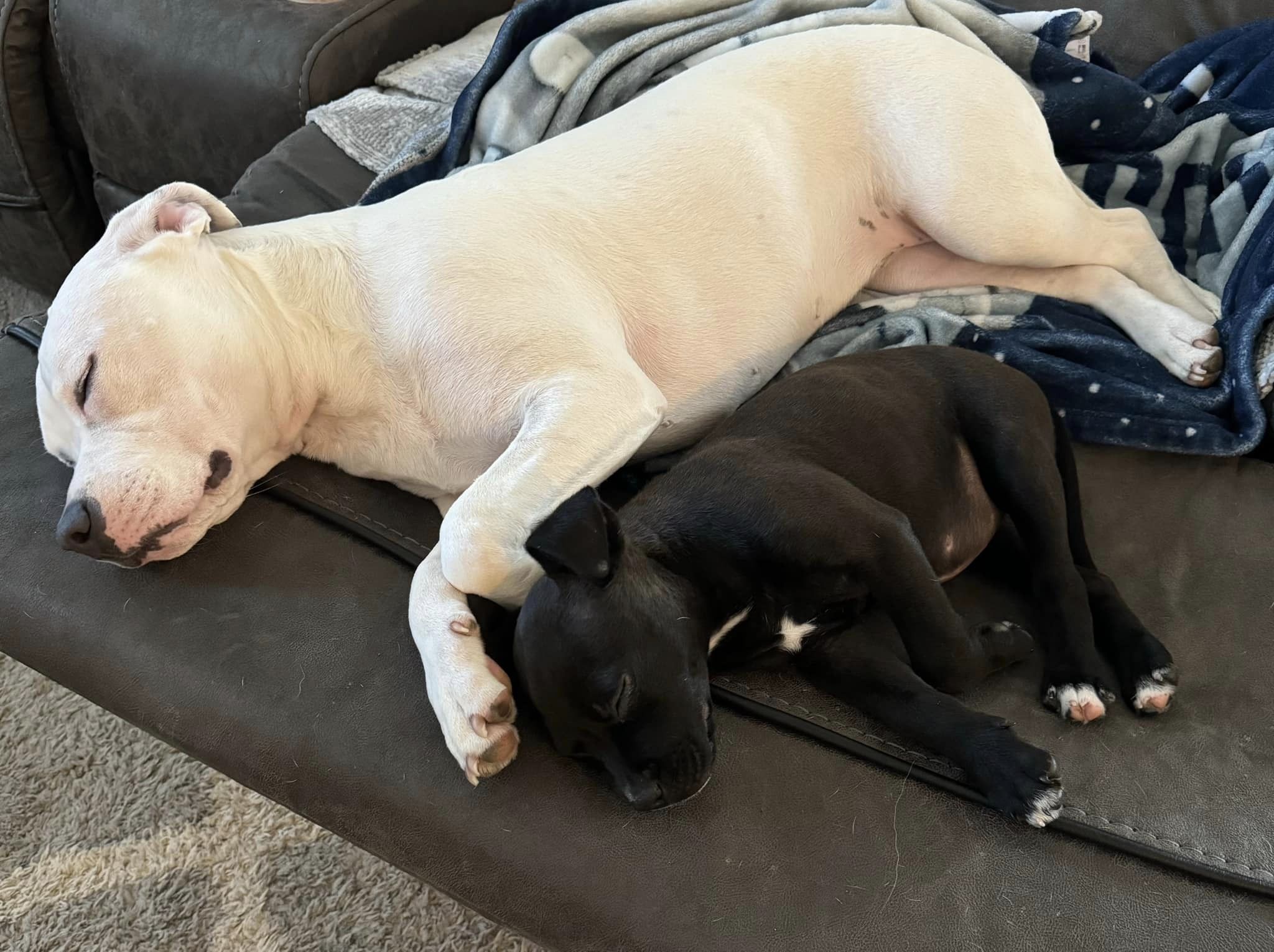 black puppy and white dog sleeping