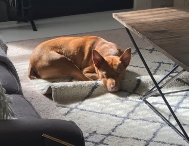 brown dog laying on a rug