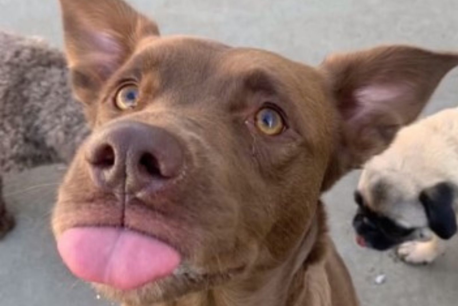 brown dog puts tongue out