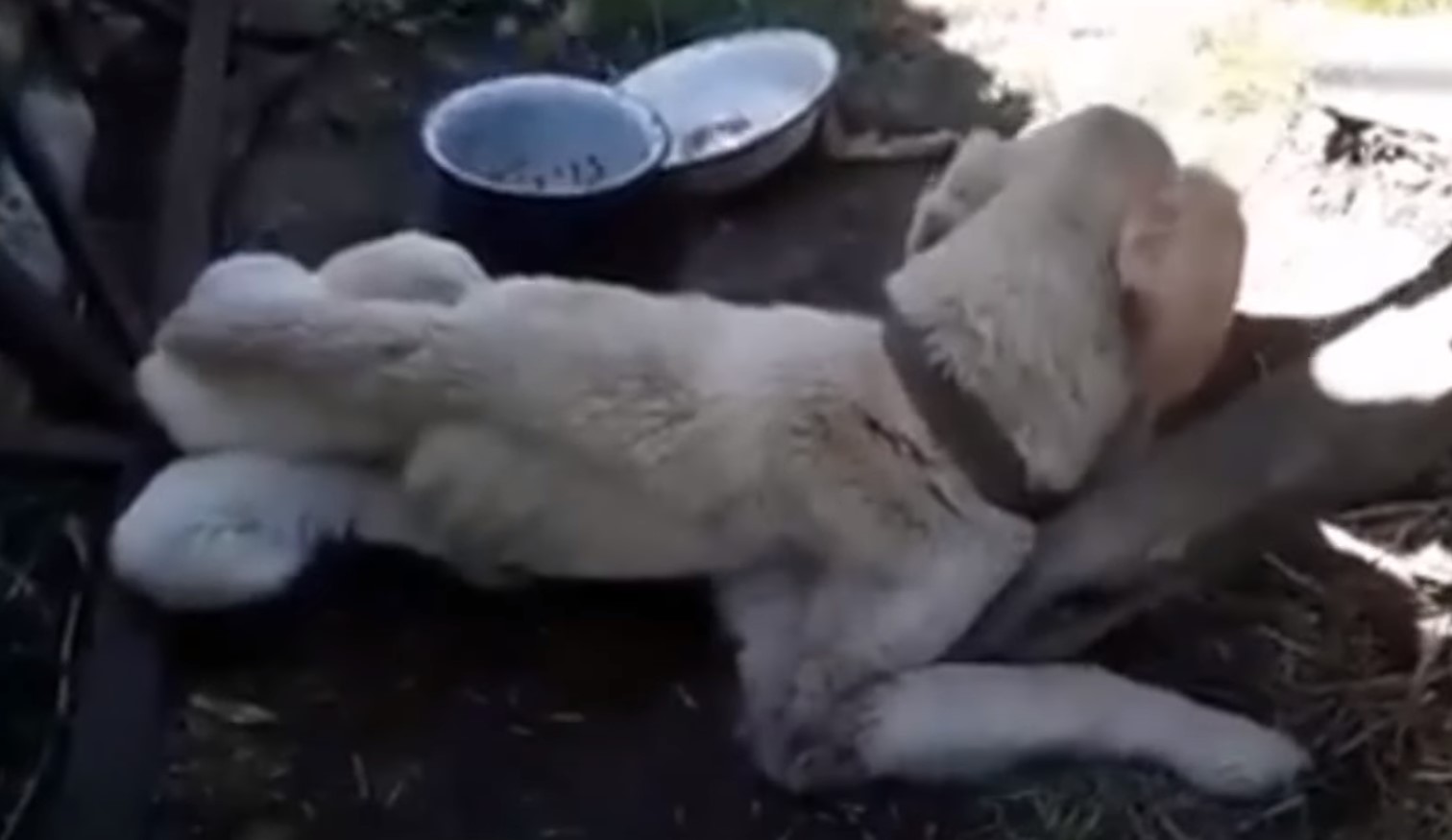 chained up labrador