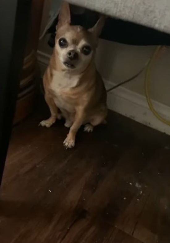 chihuahua crying